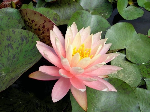 Seerose Nymphaea Sunny Pink
